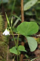 Oxalis trilliifolia