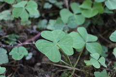 Oxalis trilliifolia
