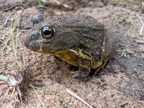 Edible bullfrog