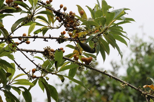 Black-capped White-eye (Zosterops atricapilla), photo 4