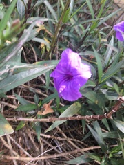 Ruellia simplex image