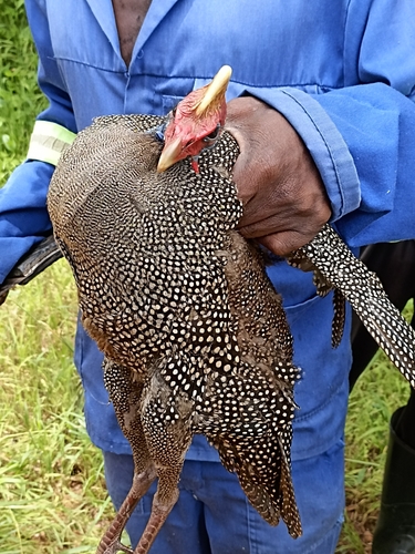 Helmeted Guineafowl
