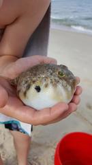 Sphoeroides maculatus