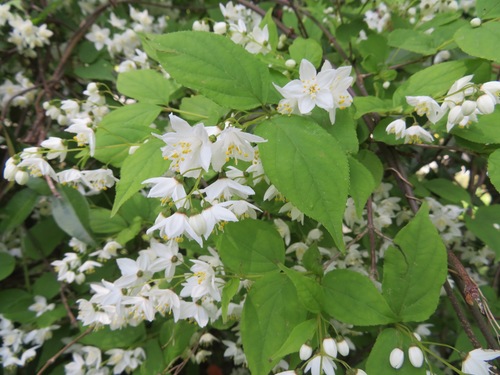 Image of Deutzia gracilis by (c) Marco Mussita, some rights reserved (CC BY)