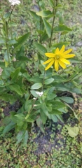 Silphium asteriscus