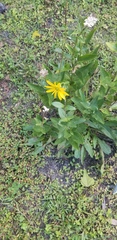 Silphium asteriscus