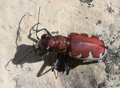 Cicindela formosa