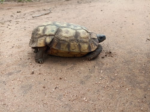 Speke's Hinge-back Tortoise