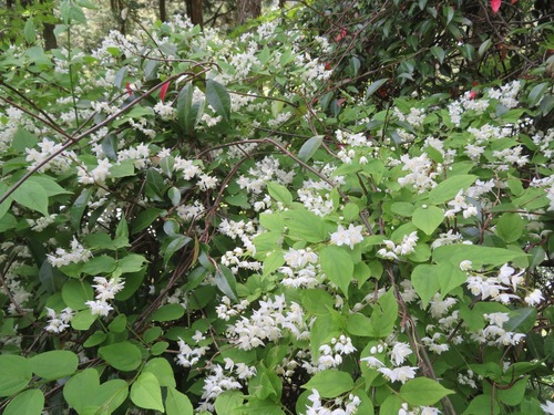 Image of Deutzia gracilis by (c) Marco Mussita, some rights reserved (CC BY)