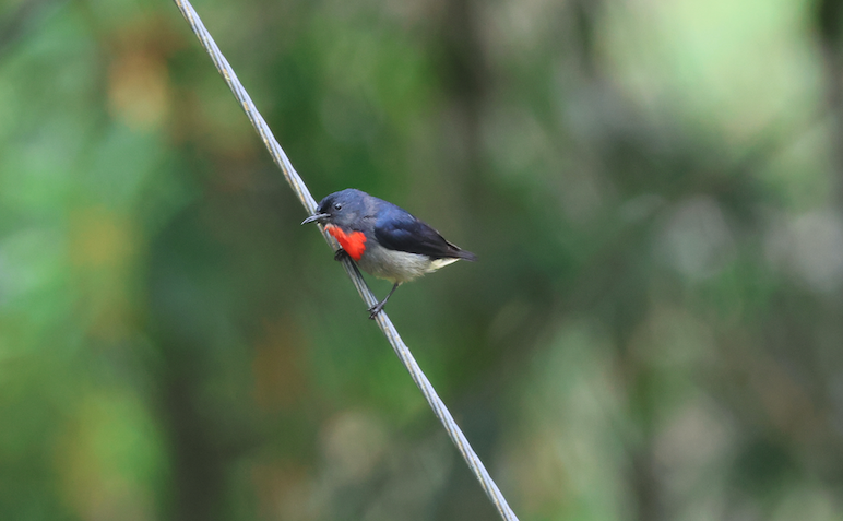 Black-sided Flowerpecker illustration