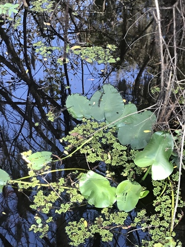 Nuphar advena image