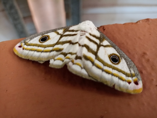 Marno's Marbled Emperor