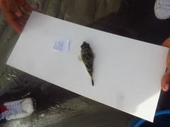 Sphoeroides annulatus