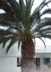 Phoenix canariensis