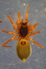 Walckenaeria cuspidata