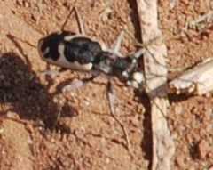Cicindela schauppii