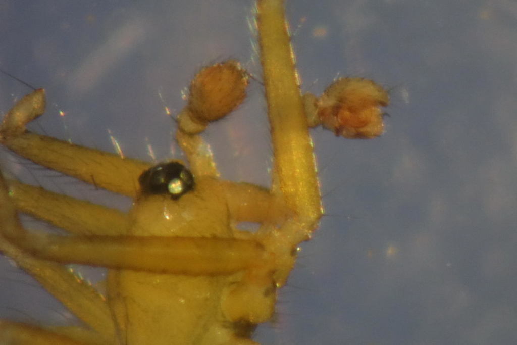 Palliduphantes ericaeus