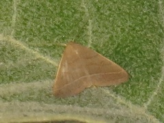 Simplicia extinctalis