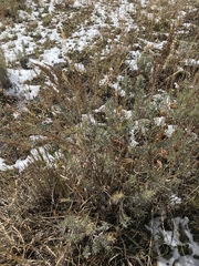 Artemisia campestris borealis