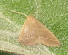 Simplicia extinctalis