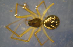 Microlinyphia pusilla