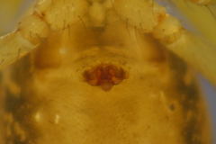 Bolyphantes alticeps