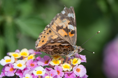 Vanessa cardui