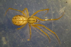 Bolyphantes alticeps