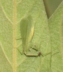 Negromantis gracillima