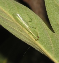Negromantis gracillima