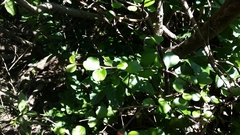 Myrsine aquilonia