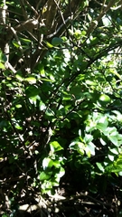 Myrsine aquilonia