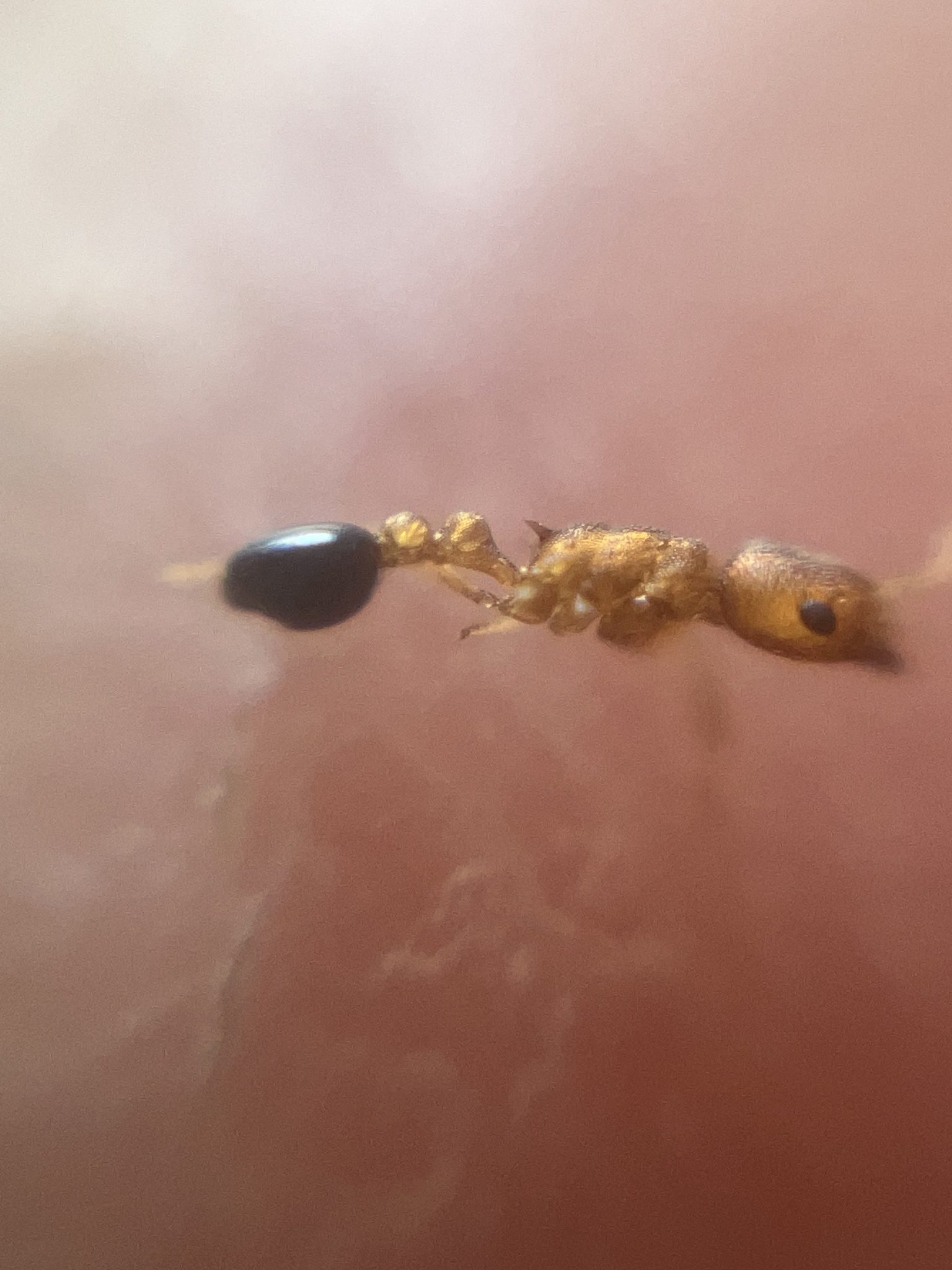 Cardiocondyla shagrinata