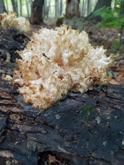 Hericium americanum