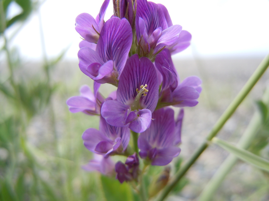 alfalfa-non-native-invasive-plants-of-golden-gate-canyon-state-park