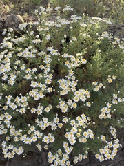 Argyranthemum adauctum subsp. canariense image