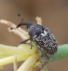 Geraeus modestus