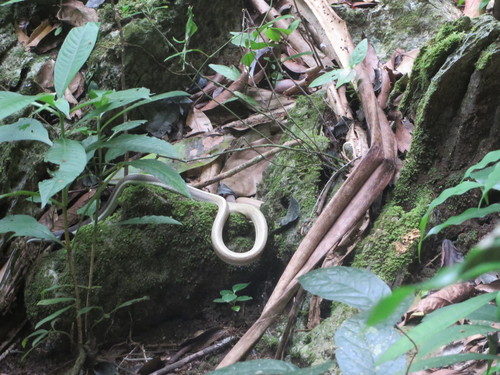 Photo of a Cave Racer (Elaphe taeniura)