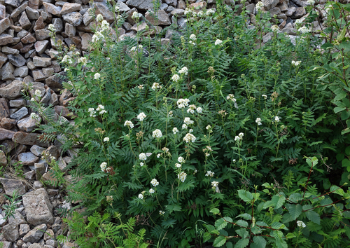 Image of Sorbaria grandiflora by (c) Oleg Kosterin, some rights reserved (CC BY)