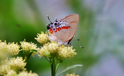 Red-banded Hairstreak, Montgomery County, TX, USA, photo 7 of 10