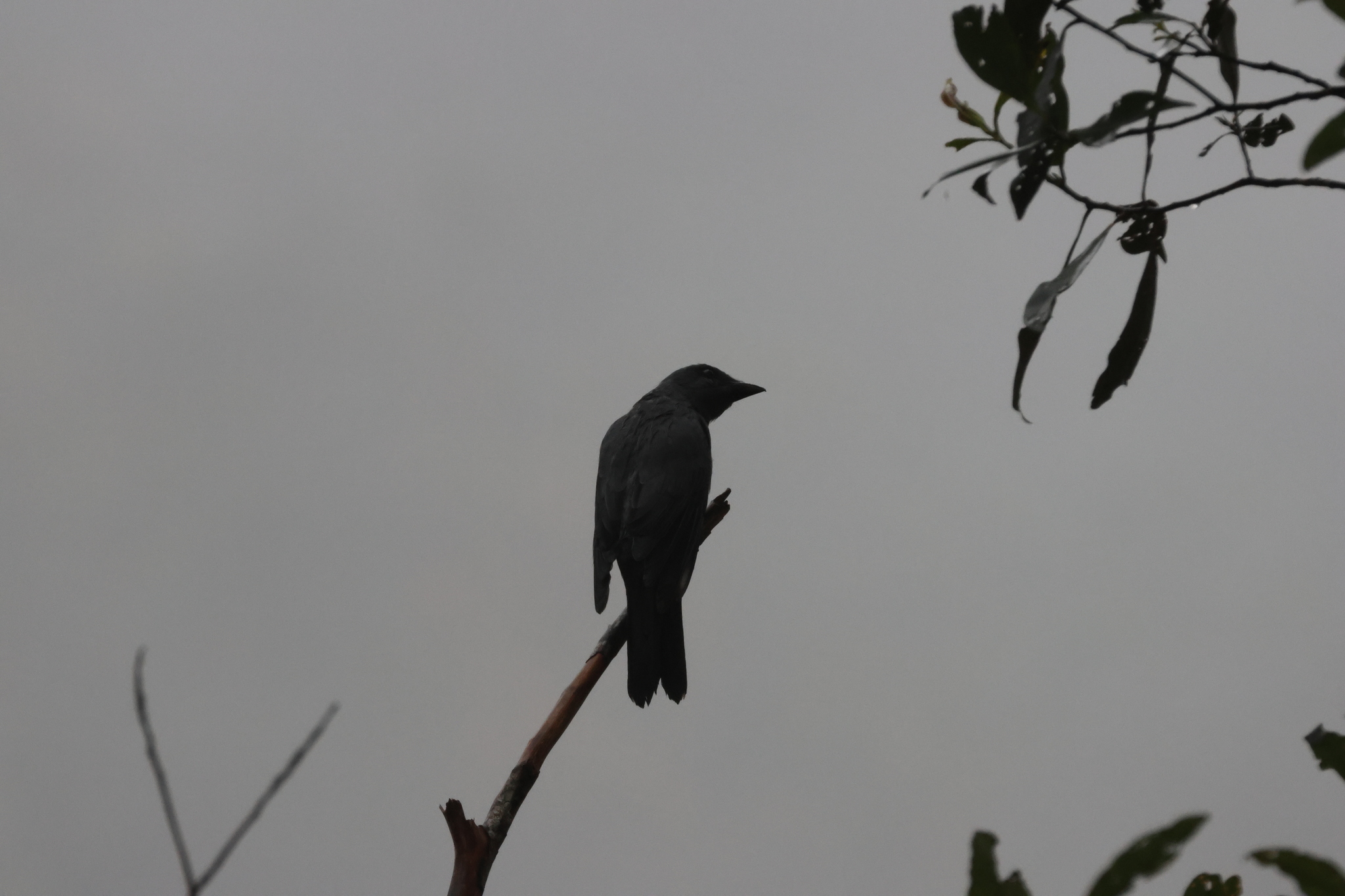 Sunda Cuckooshrike (Coracina larvata), photo 9