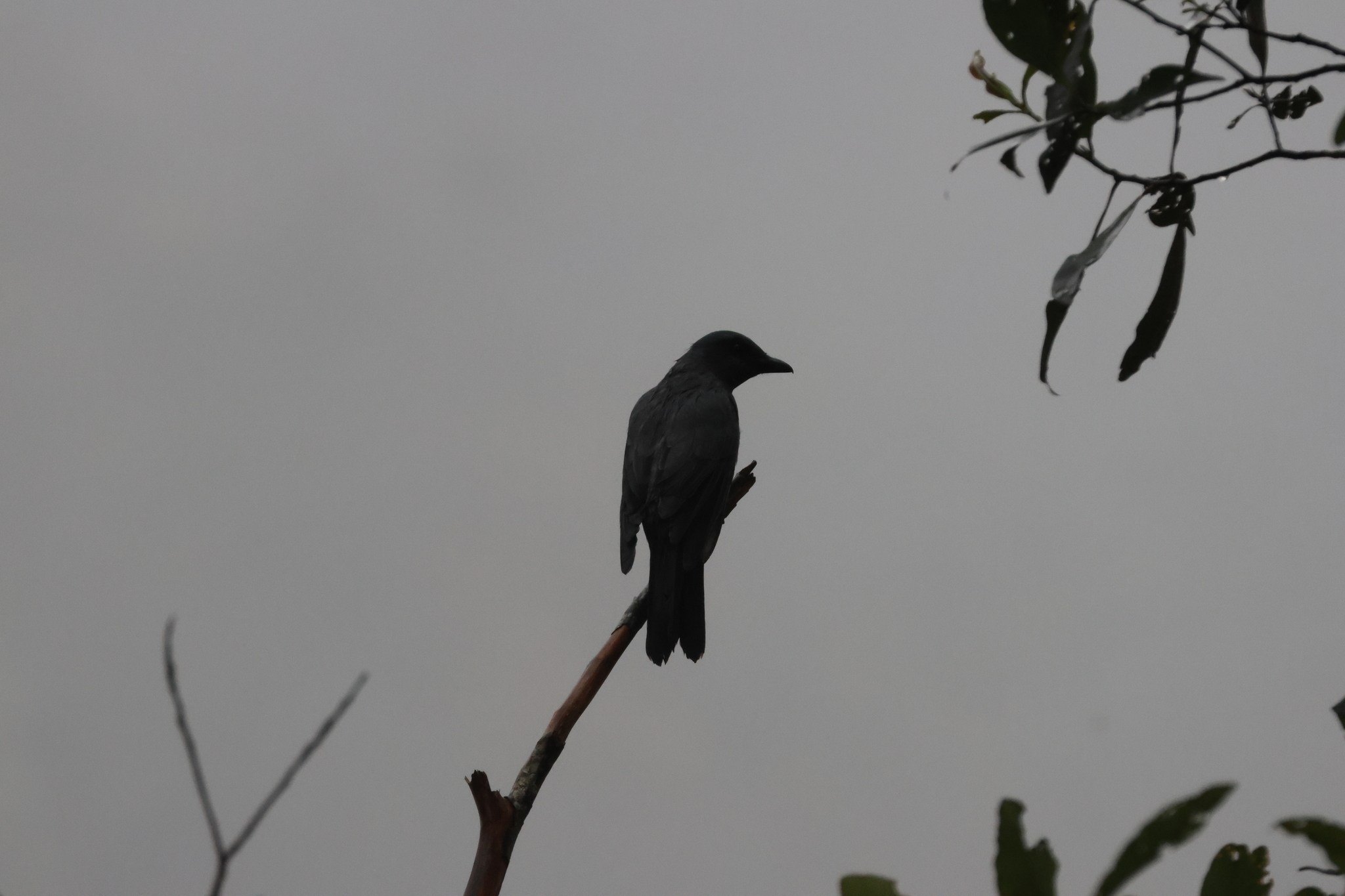 Sunda Cuckooshrike (Coracina larvata), photo 10