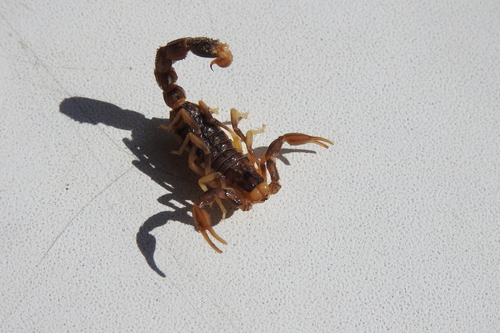 Mesobuthus bogdoensis