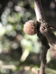 Burnettweldia washingtonensis