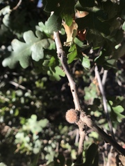 Burnettweldia washingtonensis