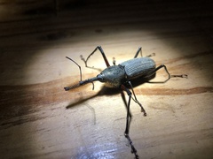 Rhinostomus barbirostris image