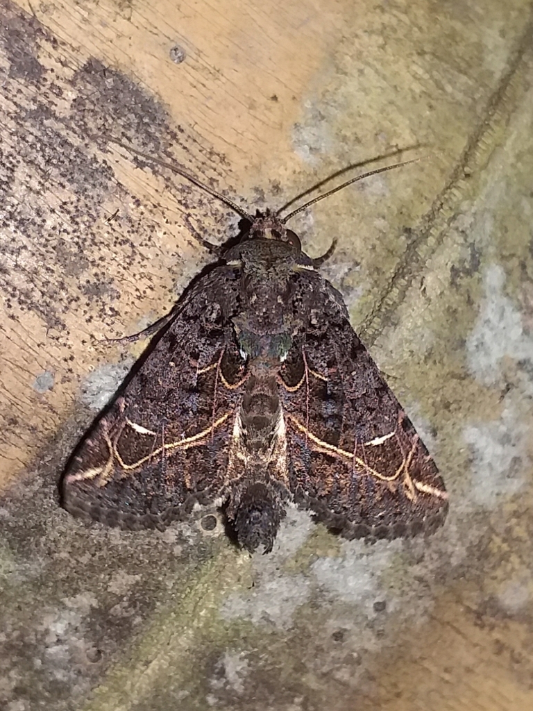 Heterochroma singularis
