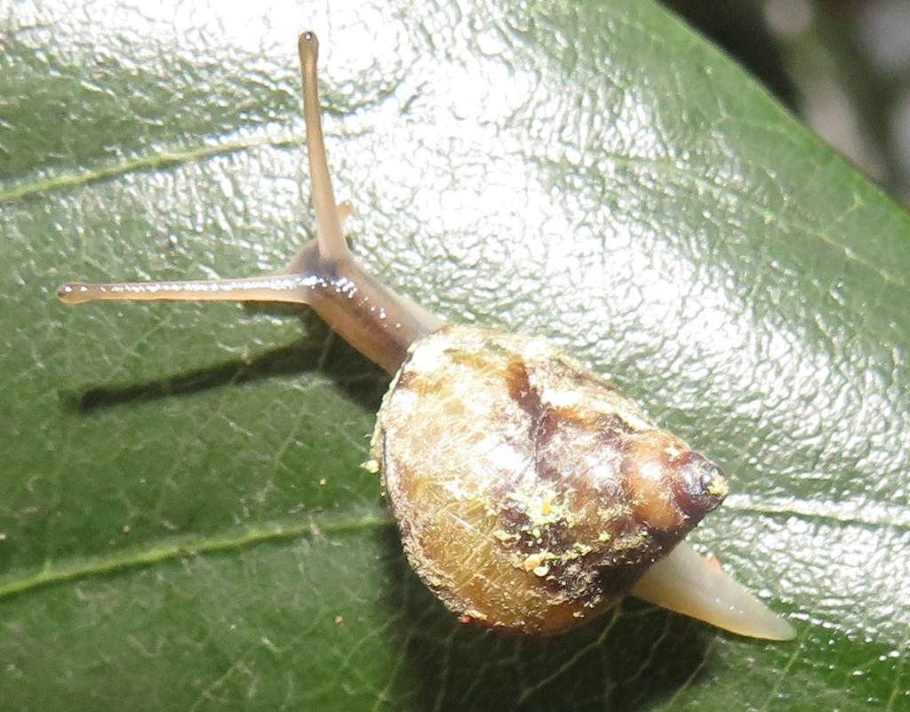 Gittenedouardia