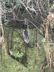 Nycticorax nycticorax image