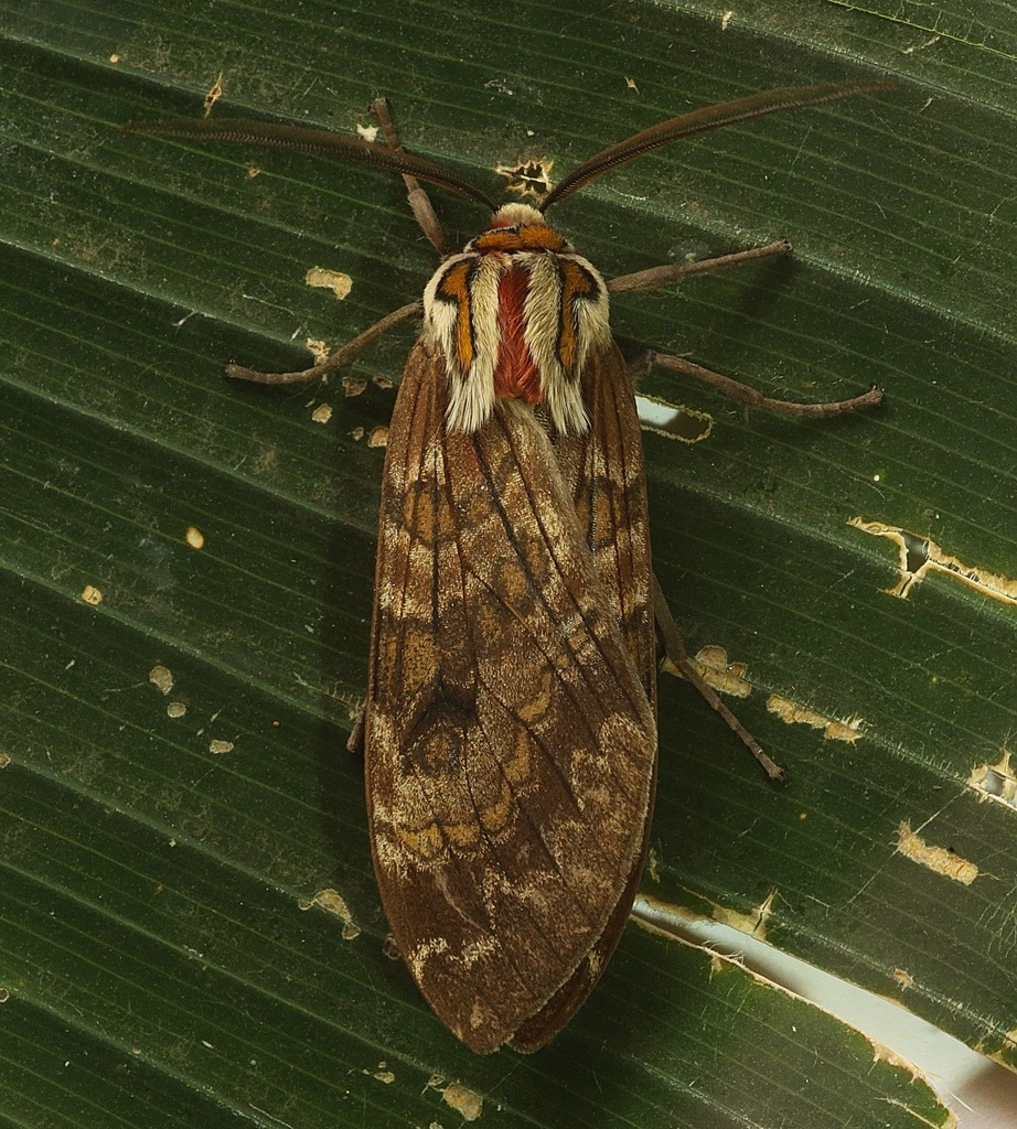 Amastus flavicauda